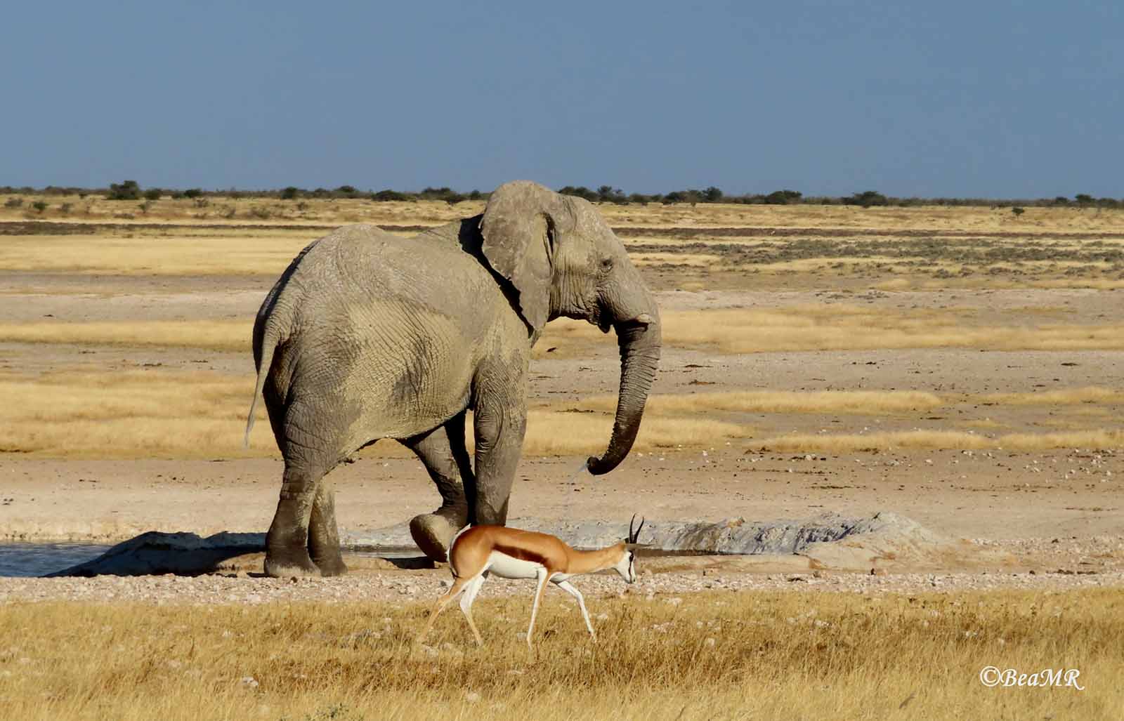 elephant and springbok