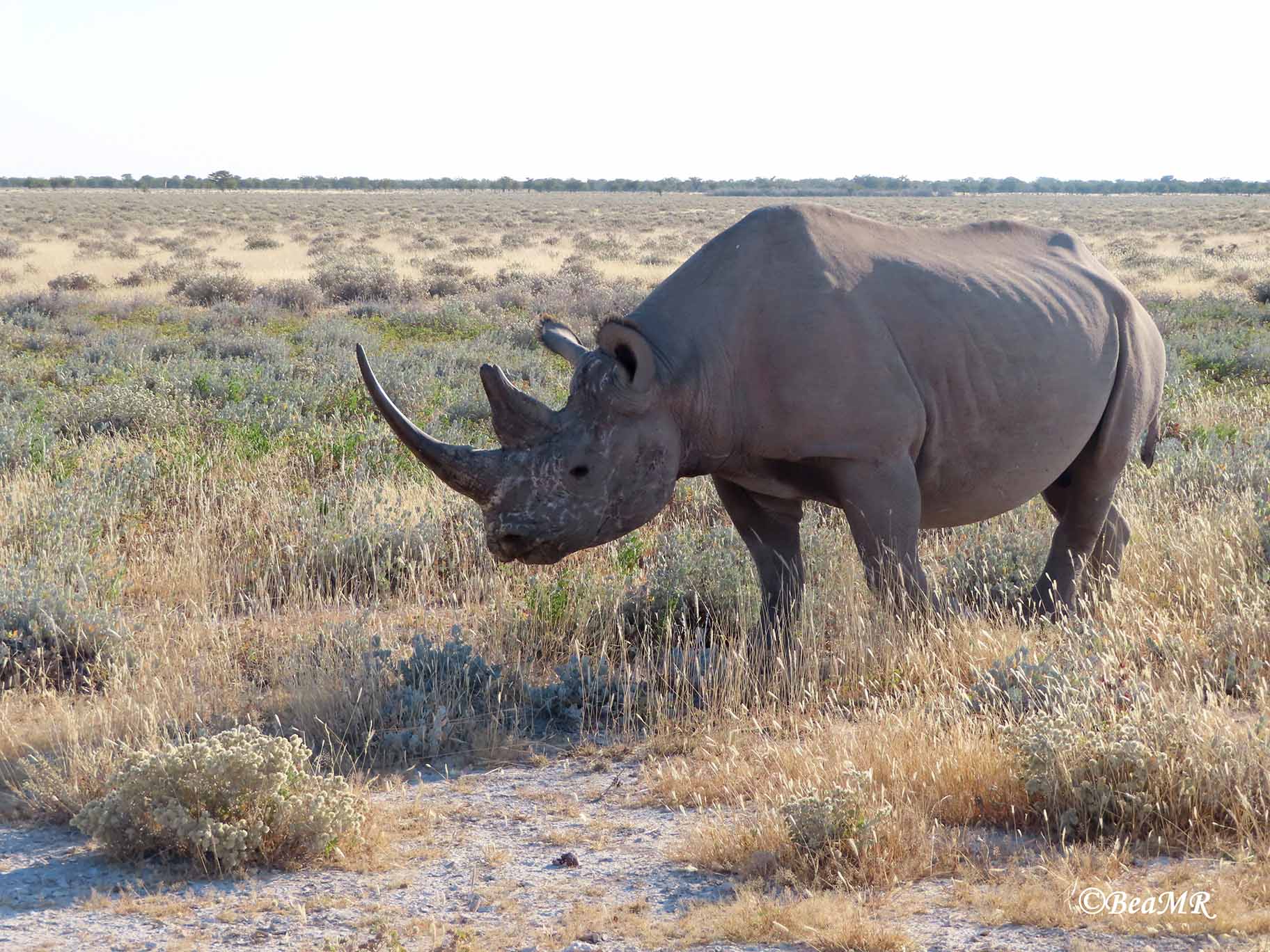 wildlife watching in Namibia