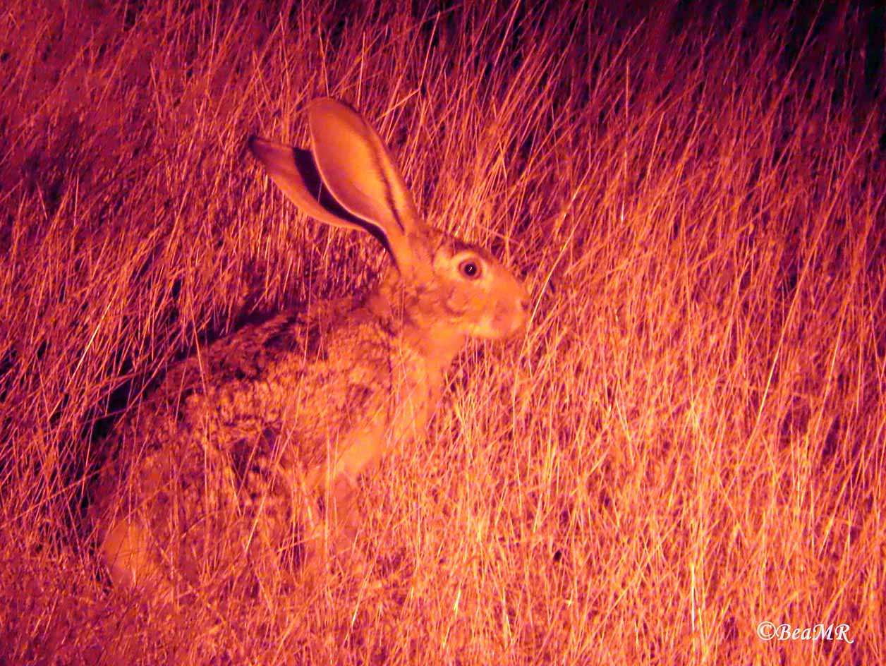 scrub hare