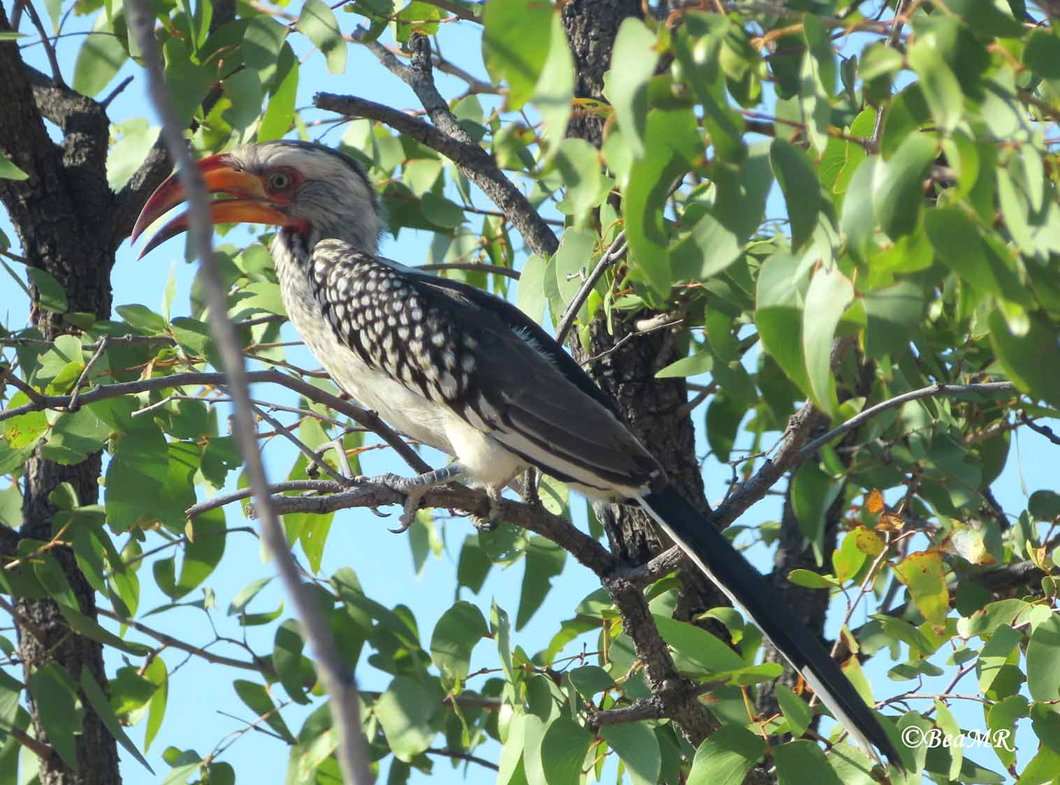 wildlife watching in Namibia
