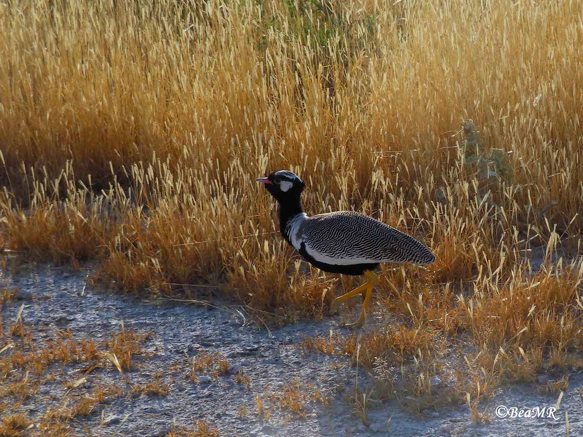 wildlife watching in Namibia