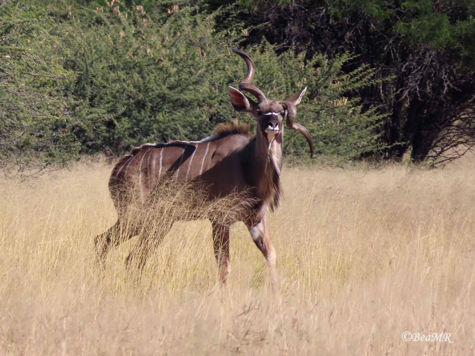 male kudu