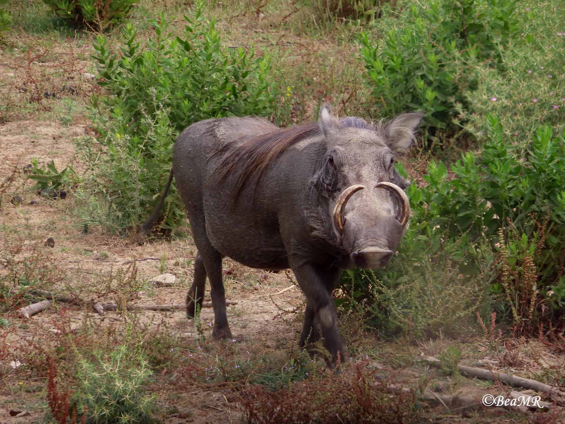 male warthog