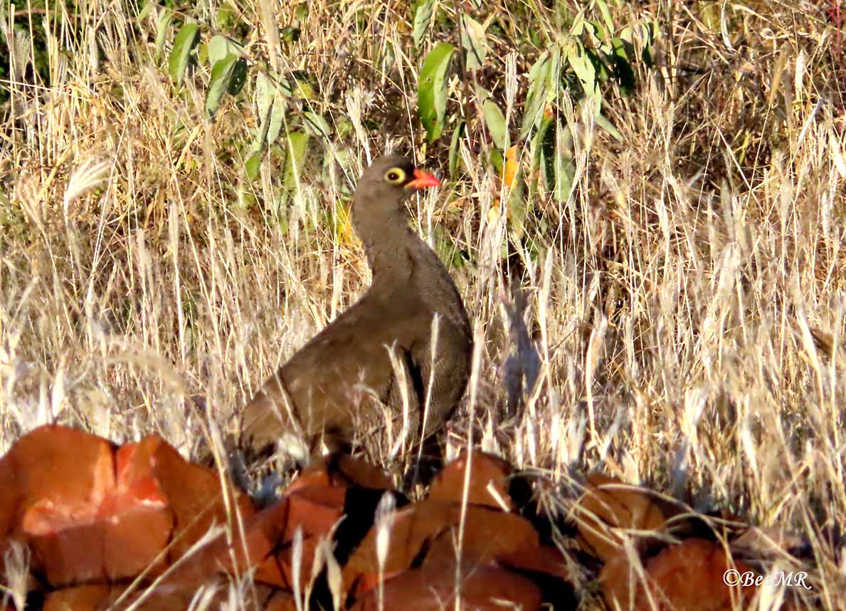 red-billed spurfowl