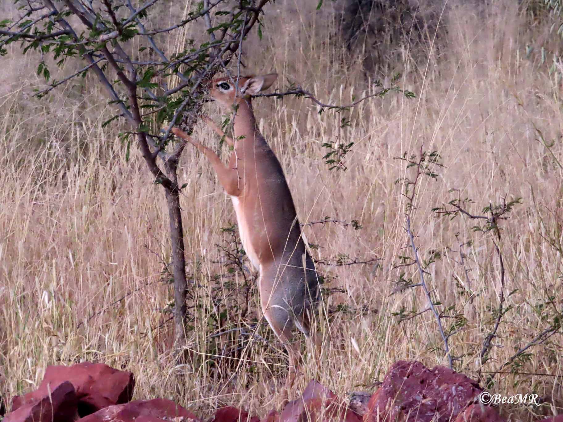 female dik-dik
