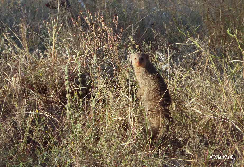 banded mongoose