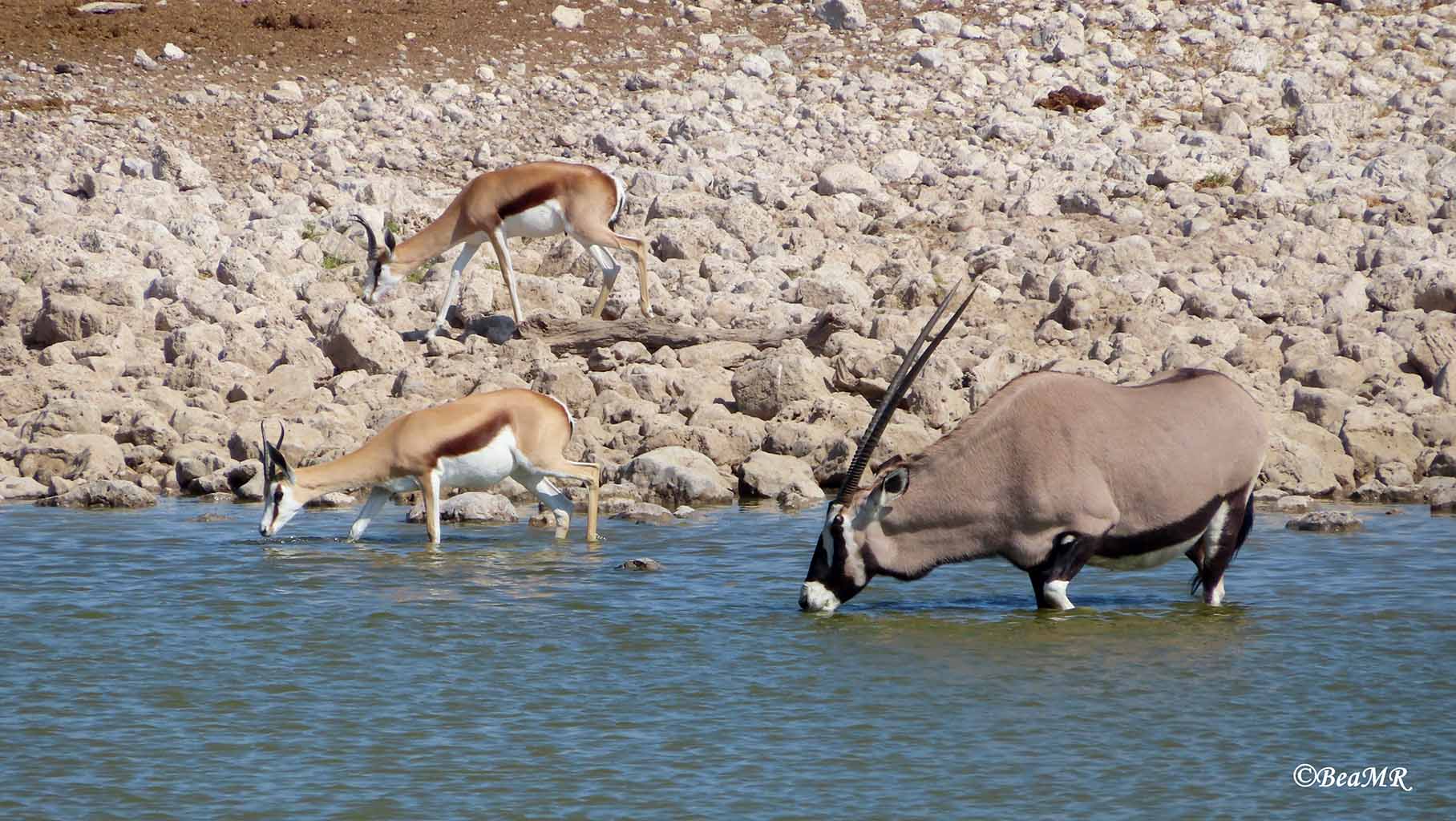 Springboks and oryxs at the Okaukuejo waterhole