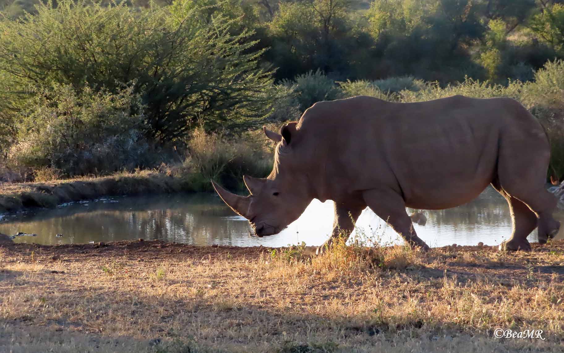 white rhino
