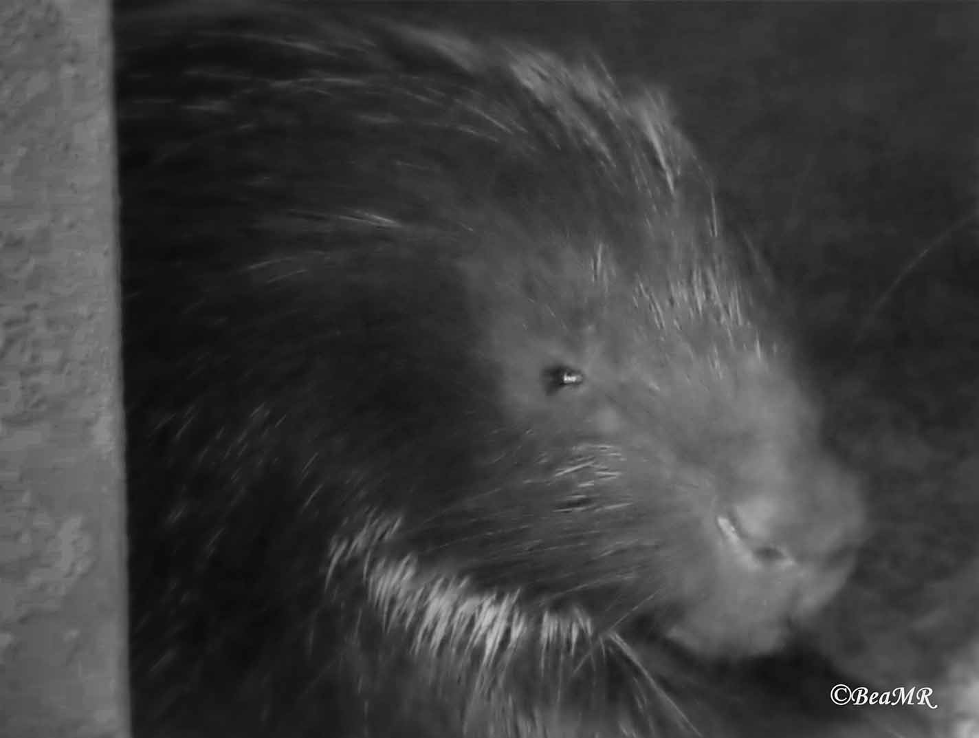 Cape porcupine