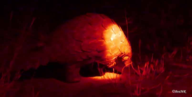 ground pangolin