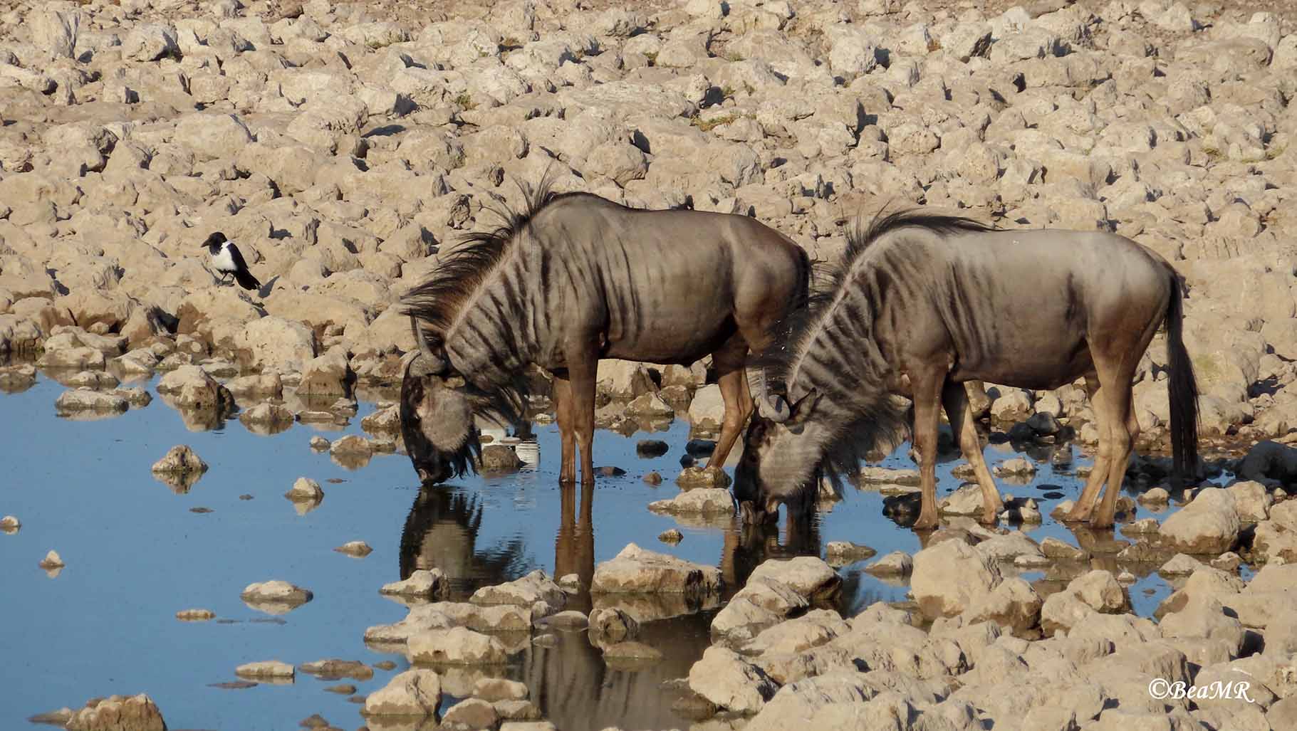 wildlife watching in Namibia