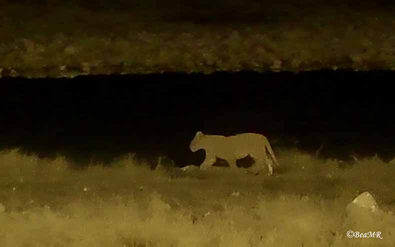Lioness at the Okaukuejo waterhole