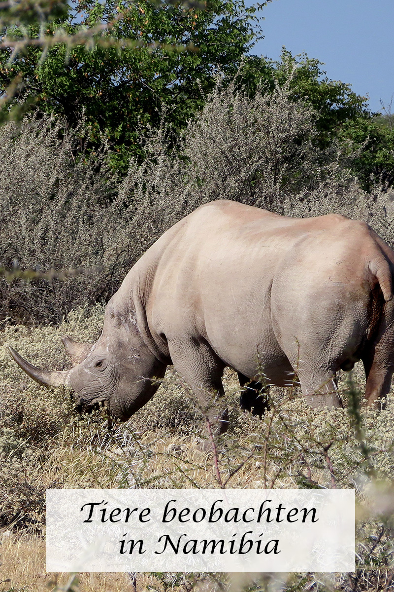 Tiere beobachten in Namibia