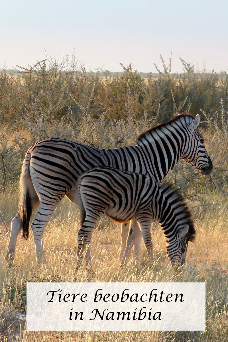 Tiere beobachten in Namibia