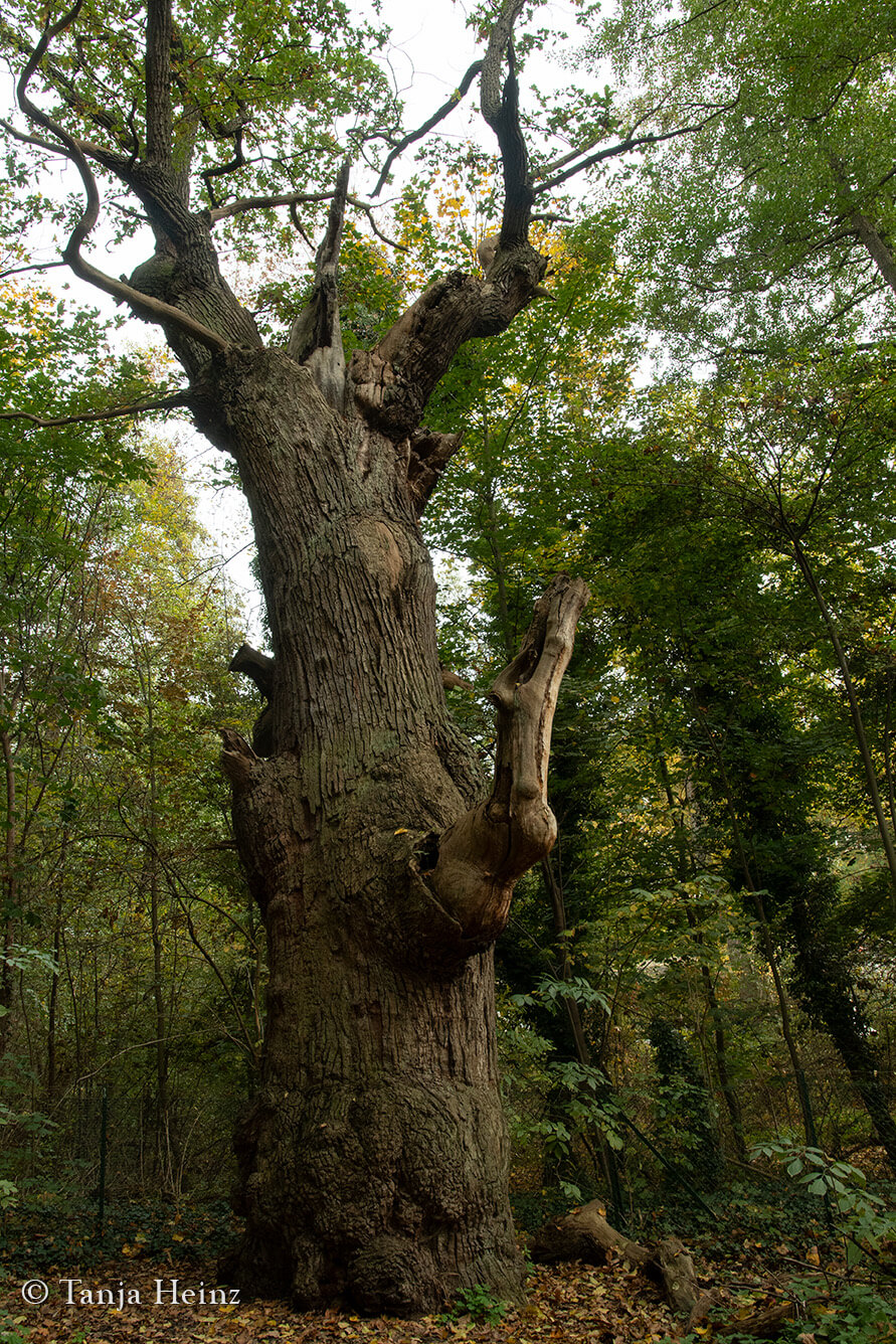 Dicke Marie im Herbst