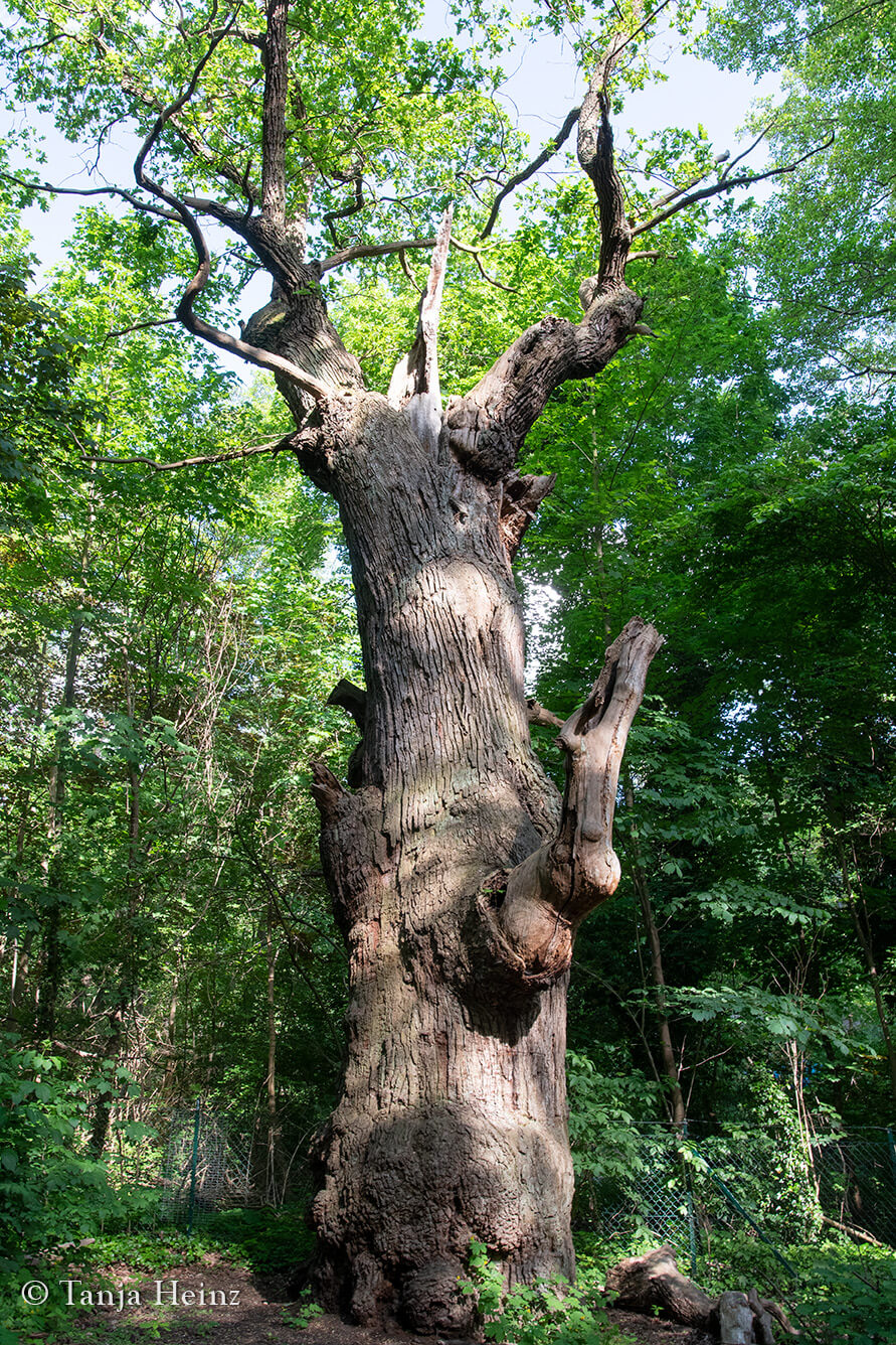 Dicke Marie im Frühling