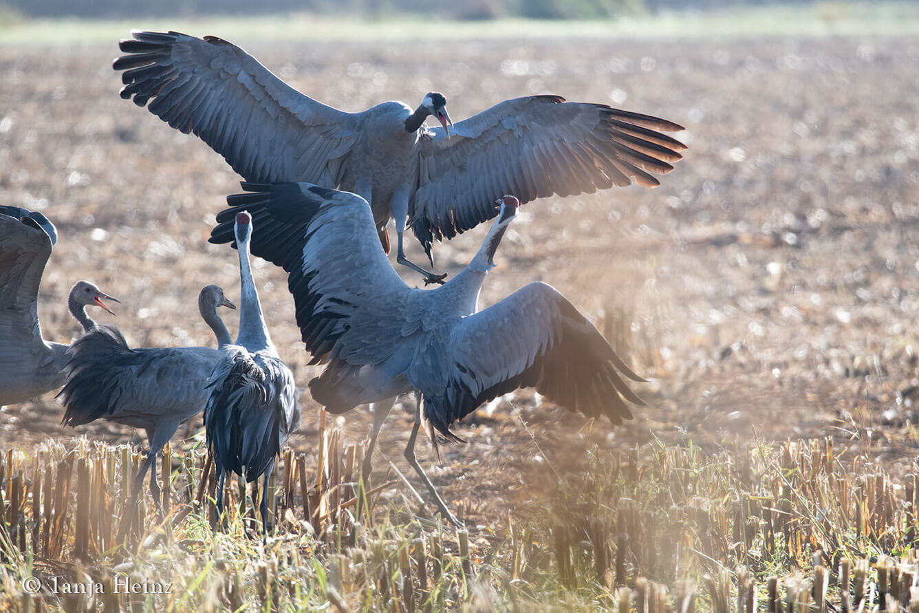 common cranes in Linum