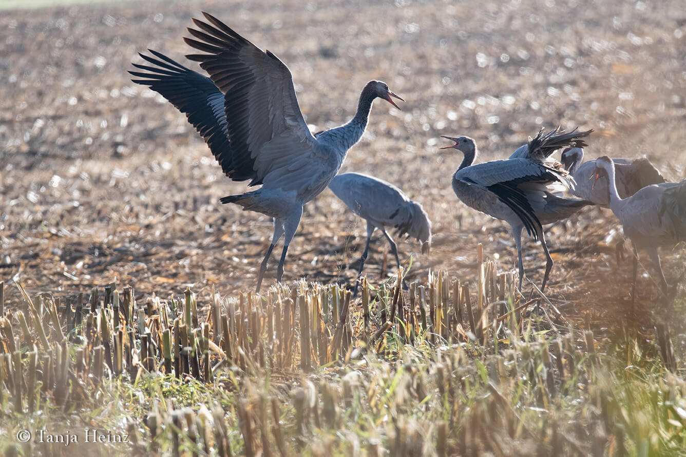 common cranes in Linum