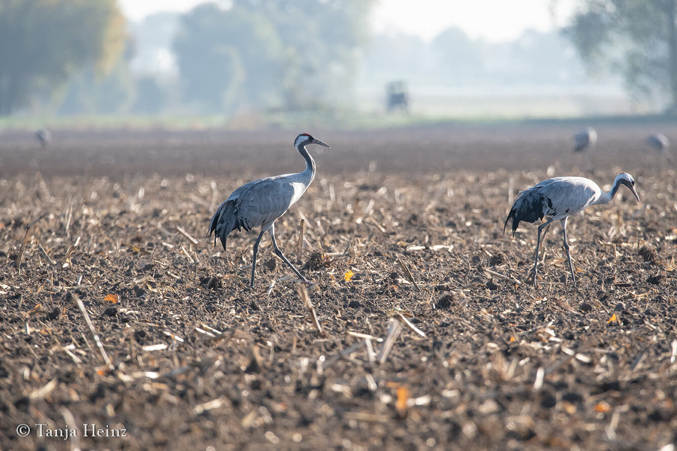 common cranes in Linum