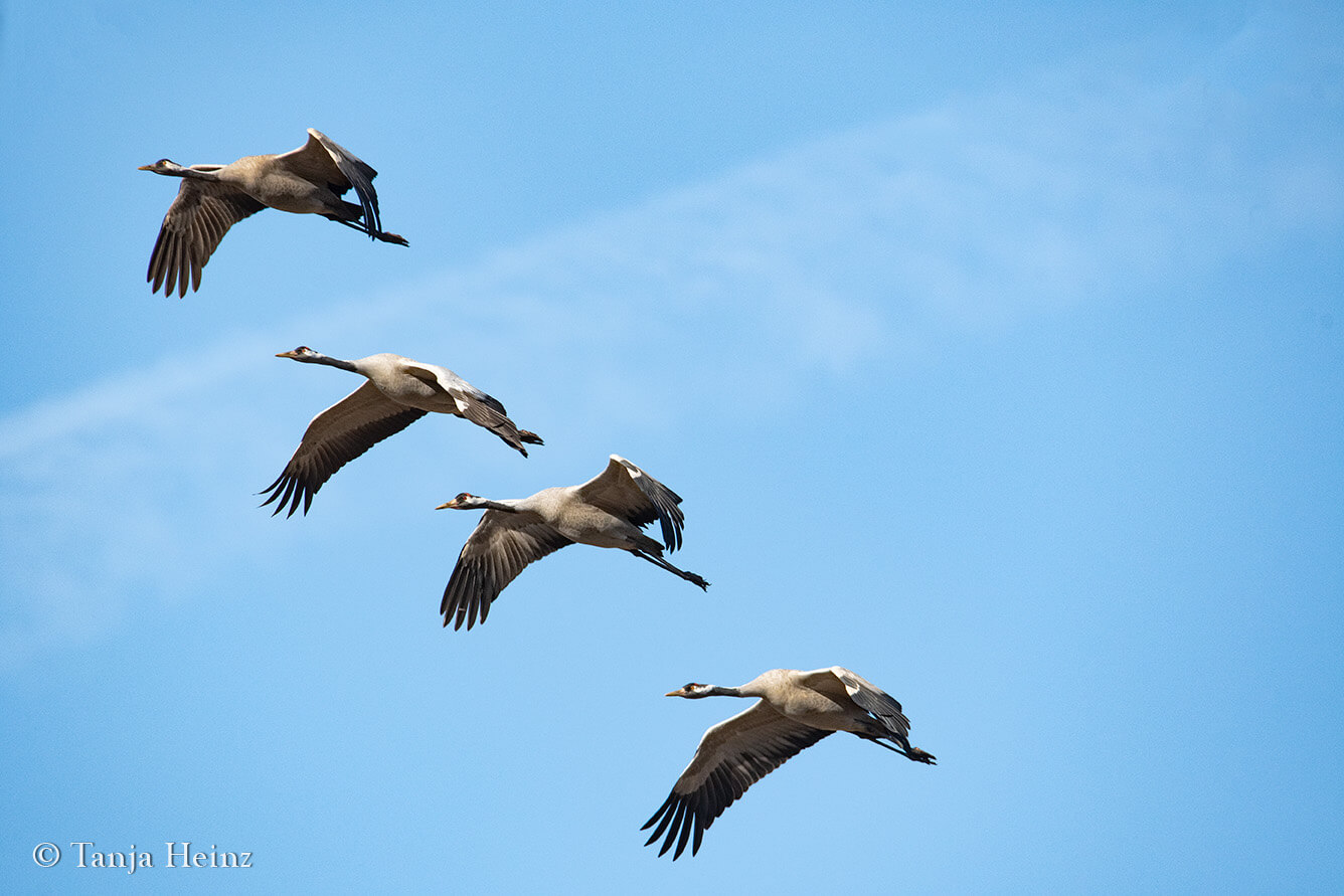 common cranes in Linum