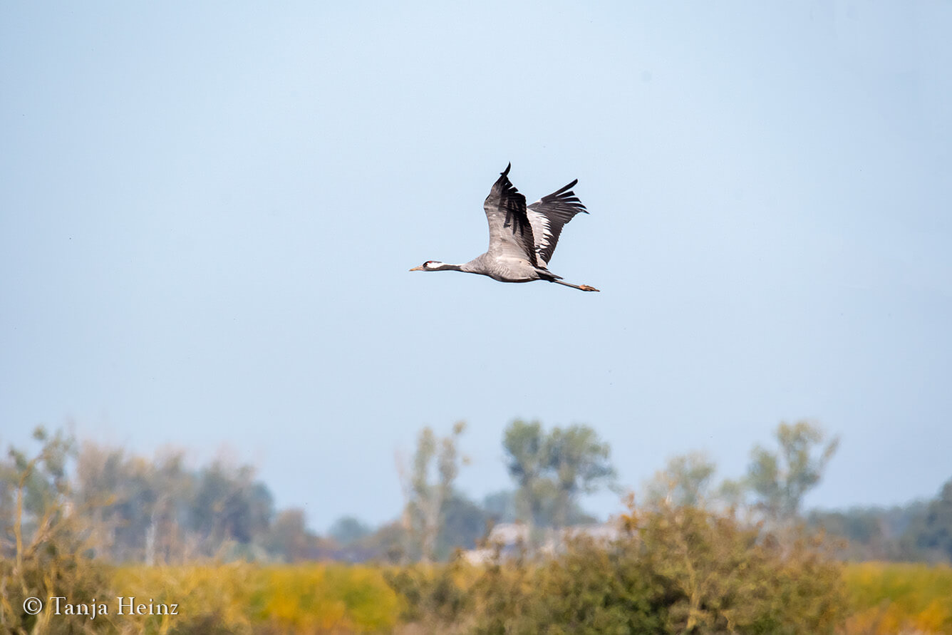 common cranes in Linum