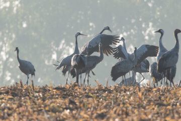 Graue Kraniche in Linum
