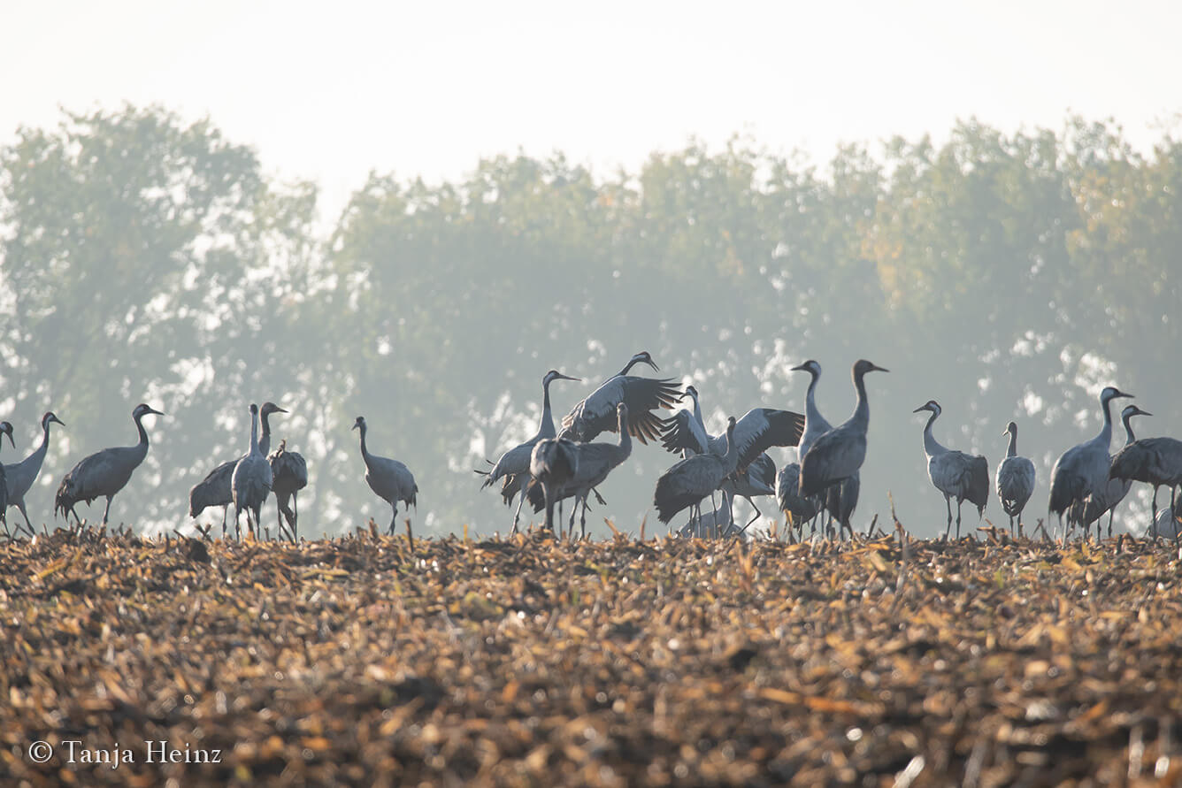 common cranes in Linum