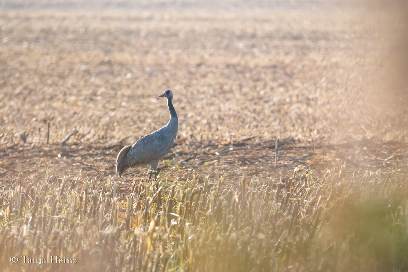 common cranes in Linum