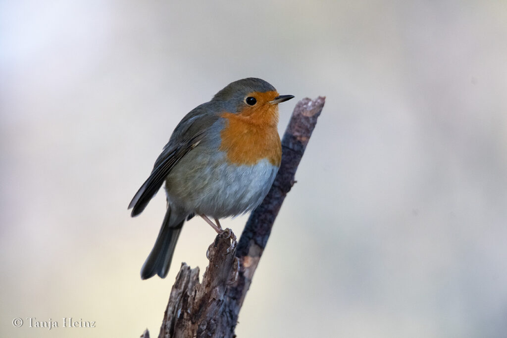 Rotkehlchen im Berliner Tiergarten