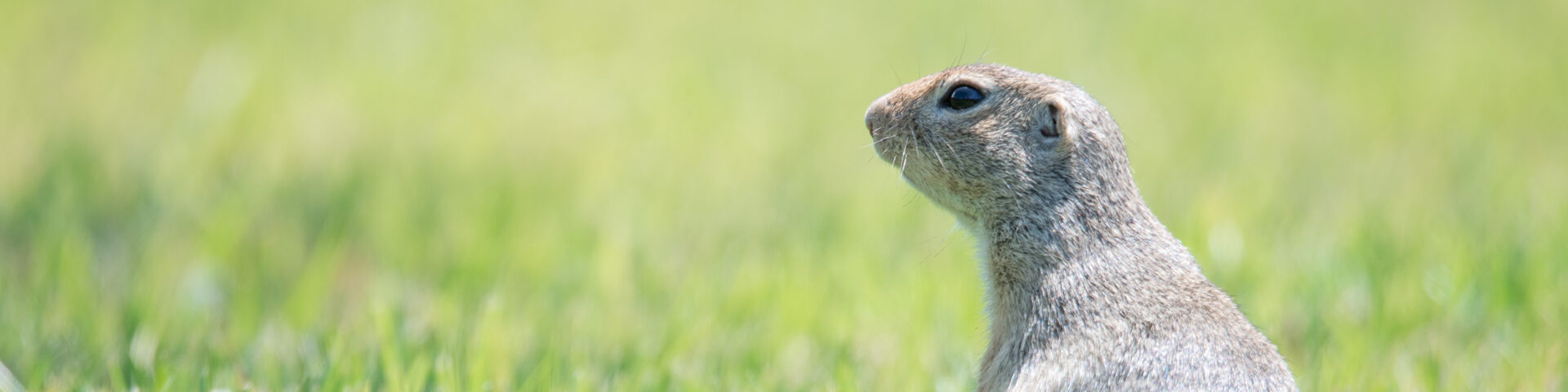 Europäische Ziesel in Wien