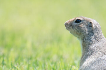 European ground squirrels in Vienna