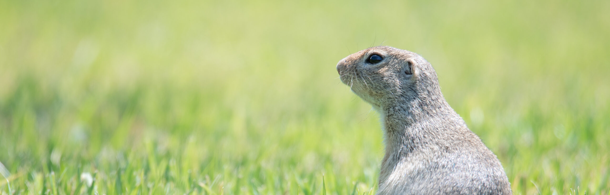 European ground squirrels in Vienna, Austria