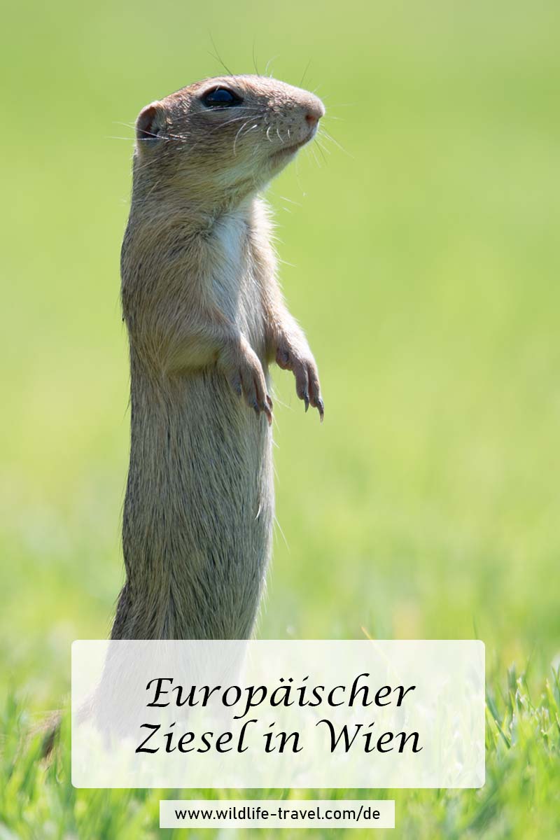 Europäische Ziesel