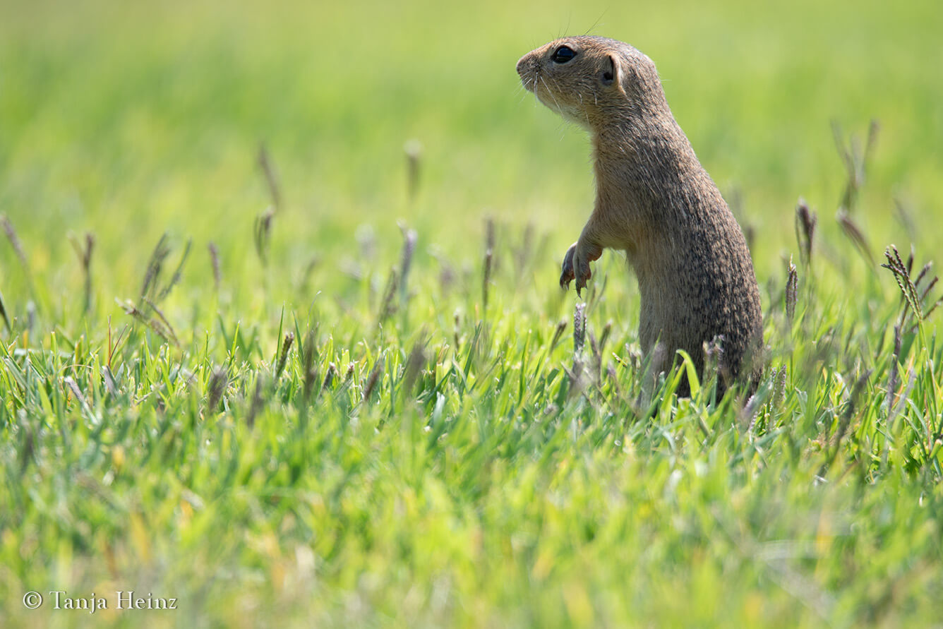 European ground squirrels