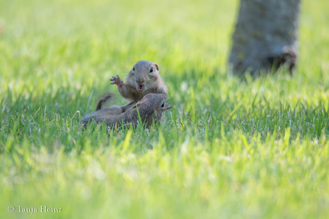 European ground squirrel playing in the grass