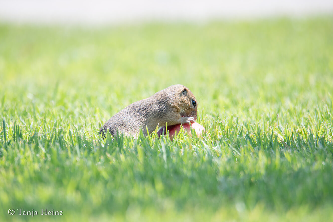 European ground squirrel feeding