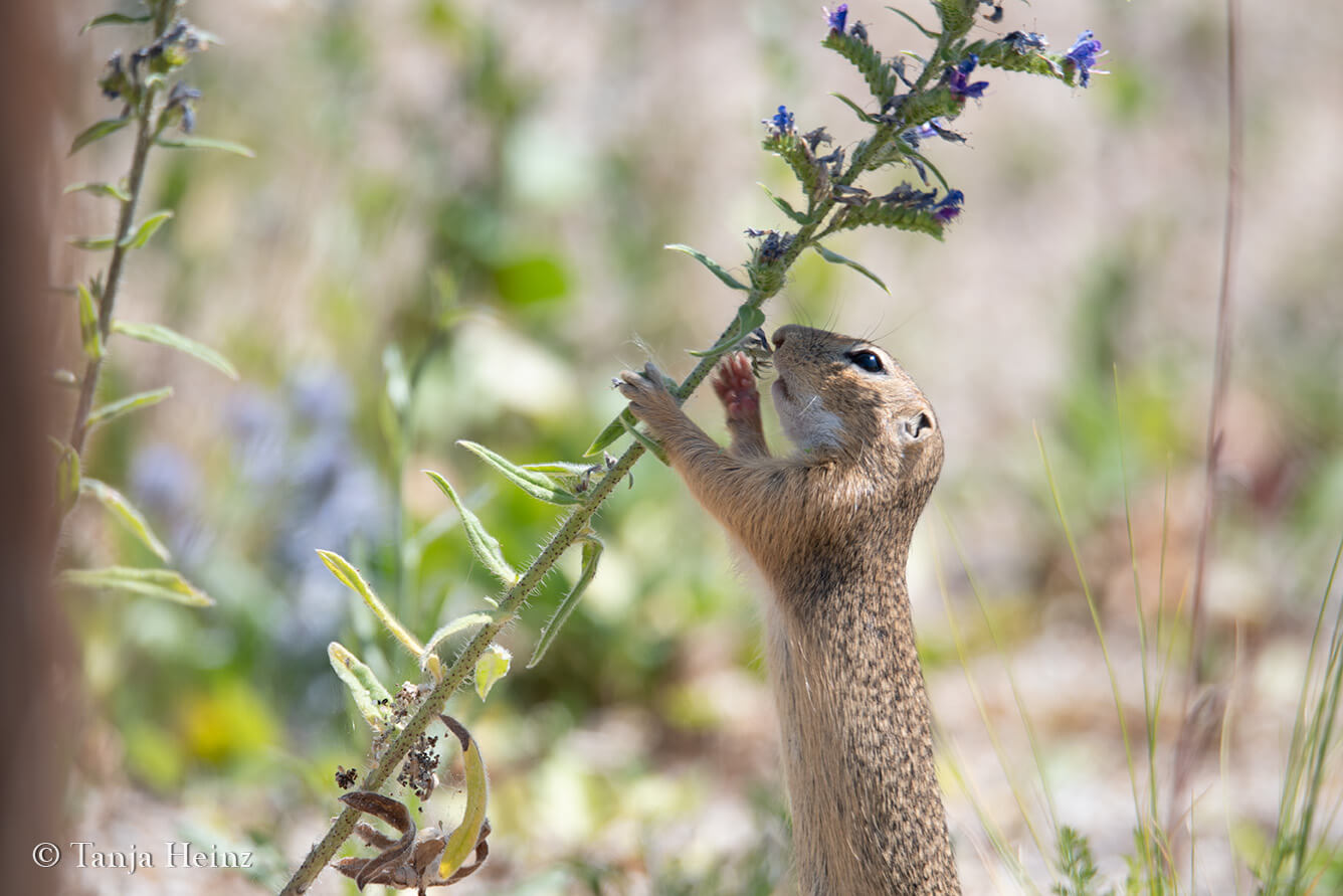 European ground squirrel feeding