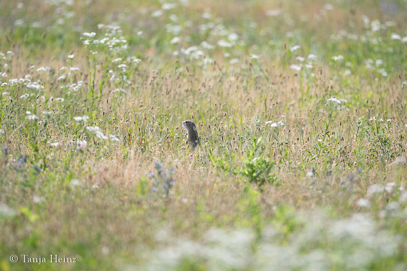 European ground squirrels in Vienna