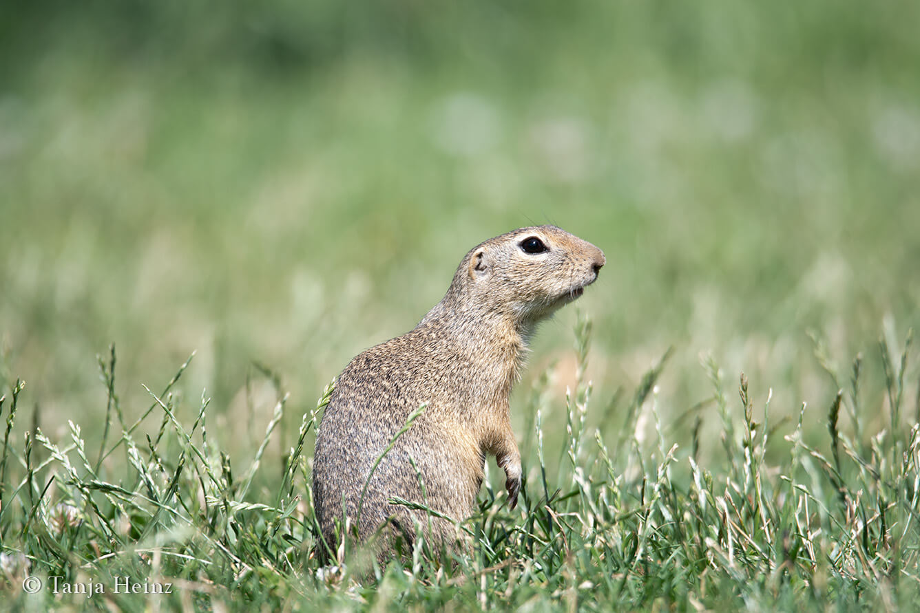 European ground squirrel in the Blumengärten Hirschstetten
