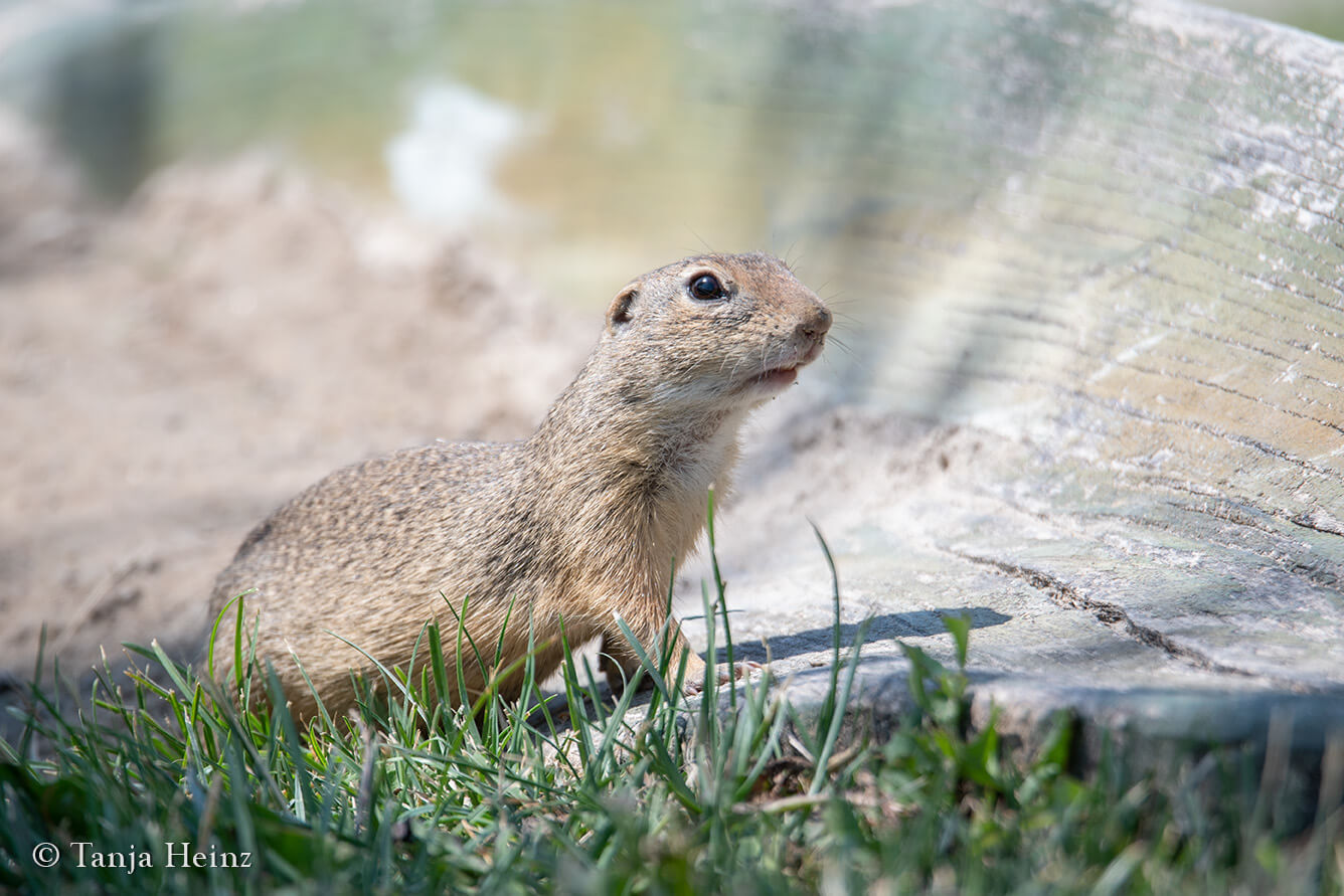 European ground squirrel in the Blumengärten Hirschstetten