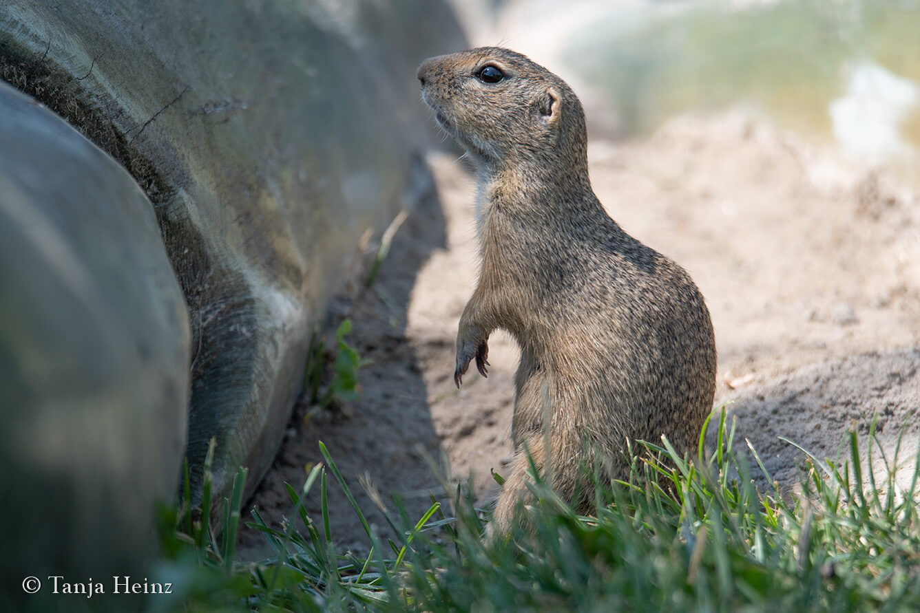 European ground squirrel in the Blumengärten Hirschstetten