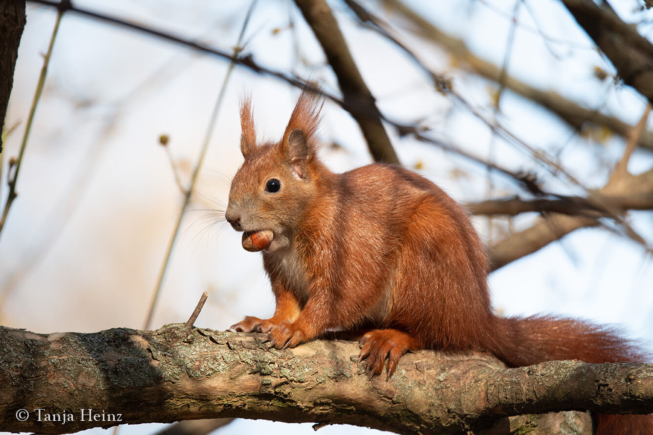 Eurasian red squirrel