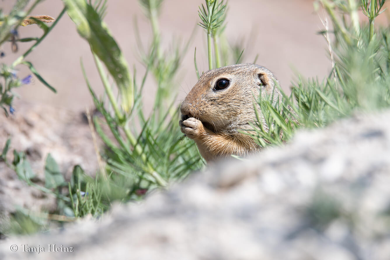 European ground squirrels in Vienna