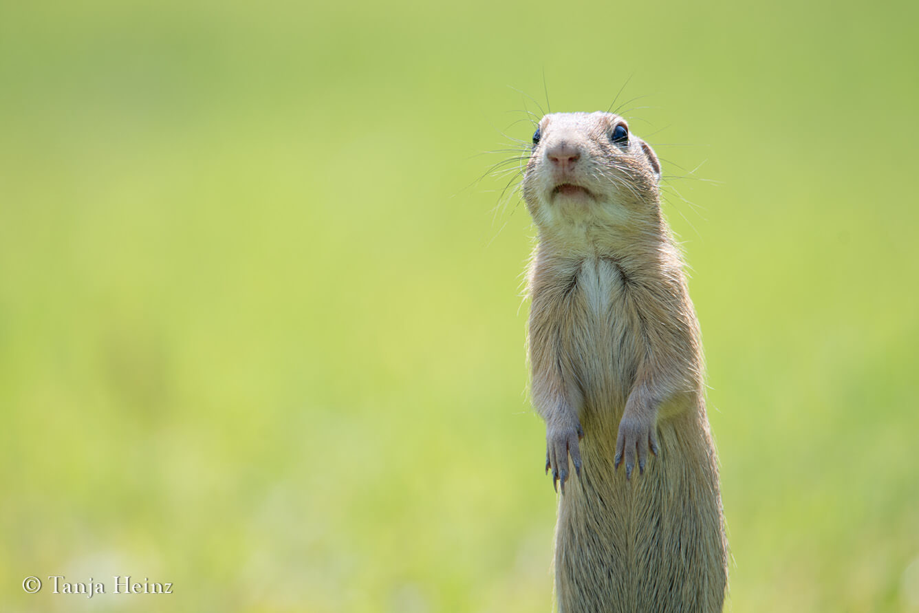 European ground squirrels in Vienna