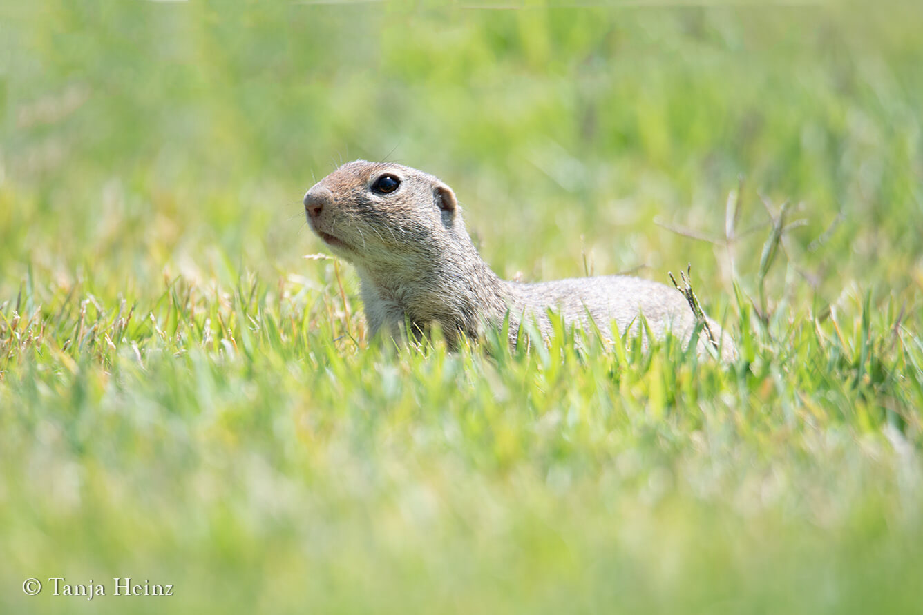 European ground squirrels in Vienna