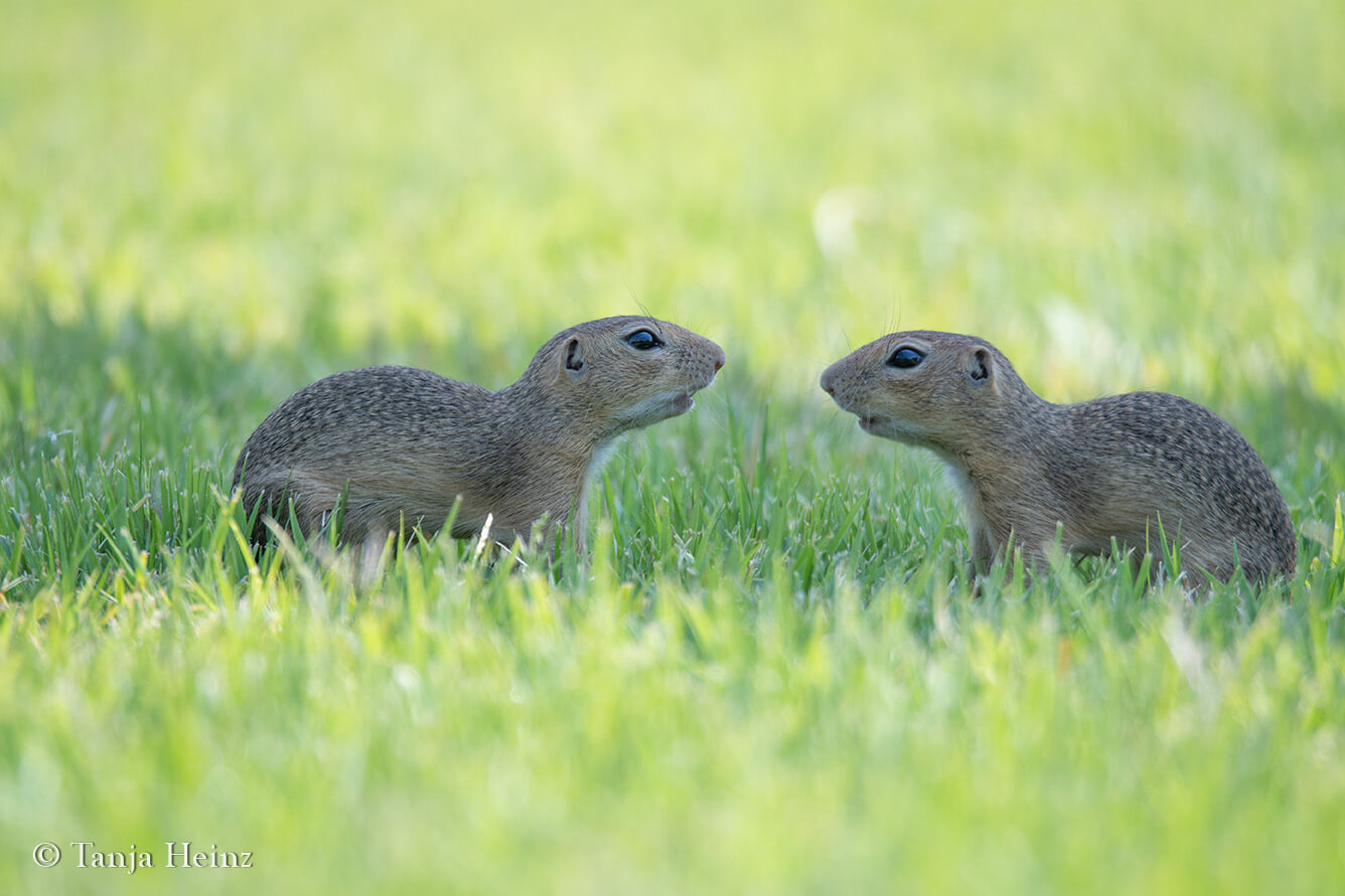 European ground squirrels in Vienna