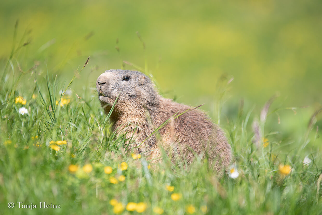 Alpine marmot