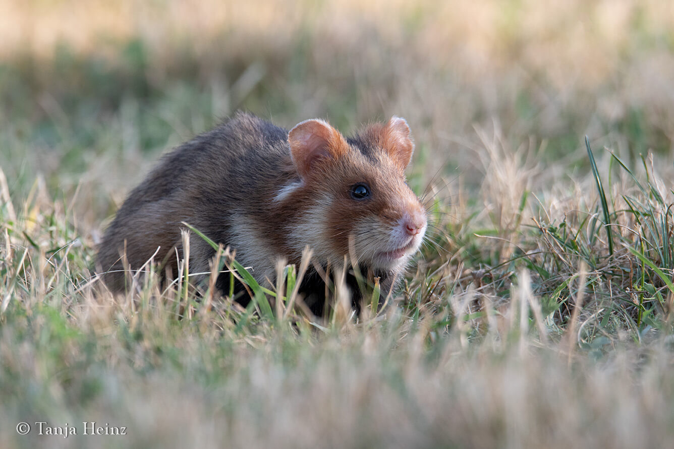 European hamster in Vienna