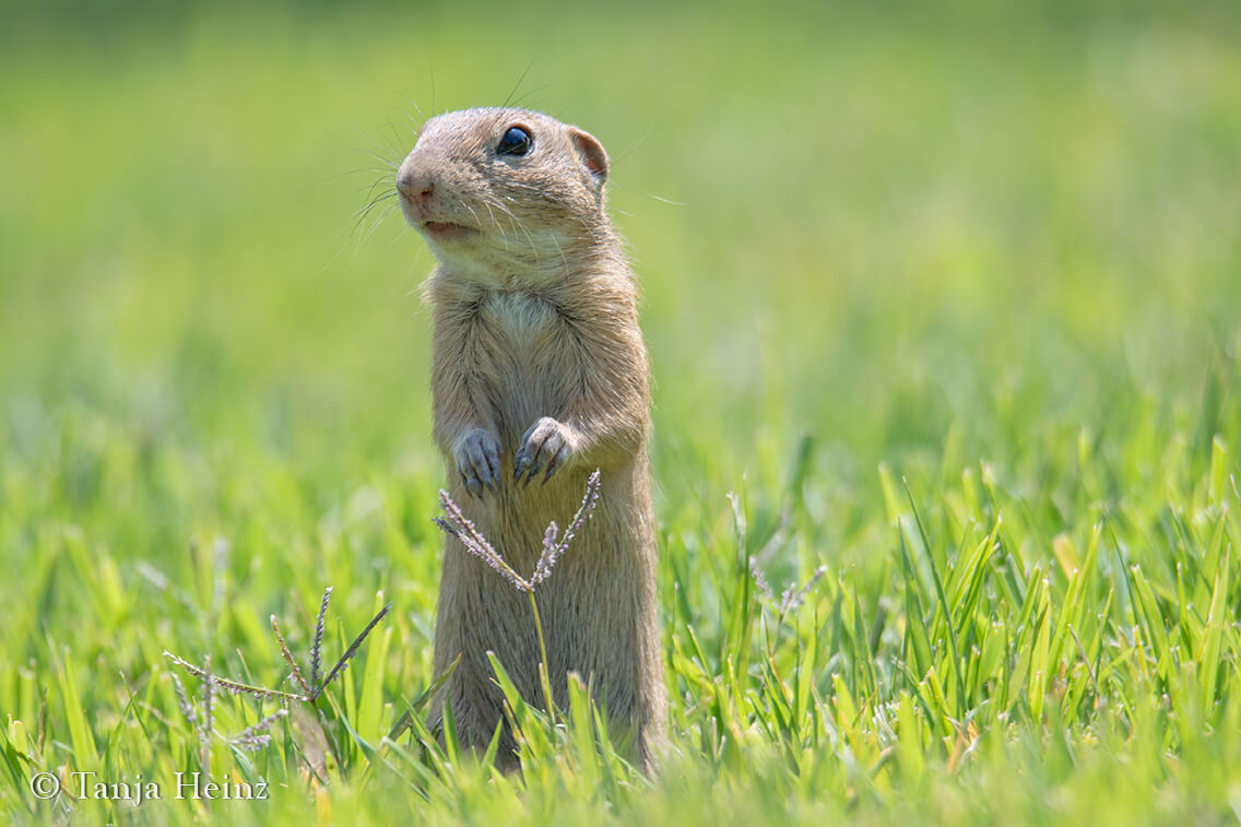 European ground squirrels