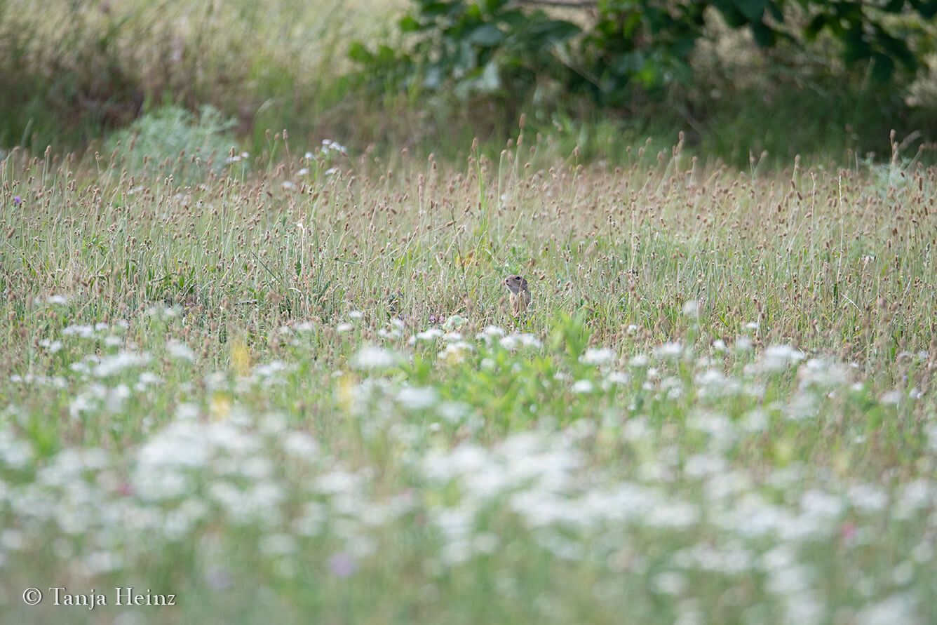 European ground squirrels in Vienna